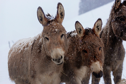 donkeys in a paddock over a snowy background
