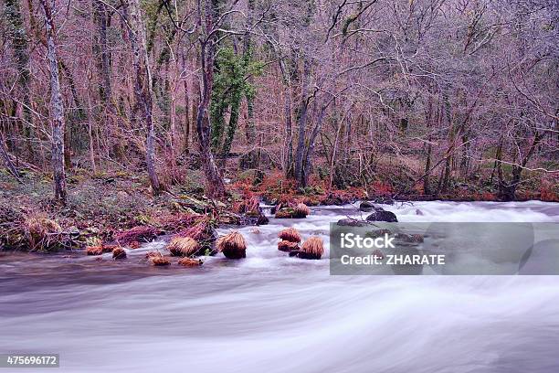 Eume River Stock Photo - Download Image Now - 2015, Autumn, Branch - Plant Part
