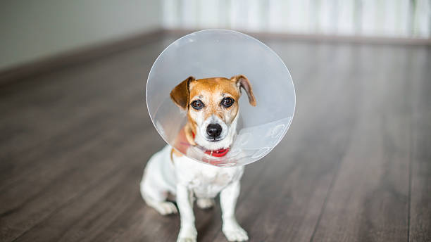 Vet Collar dog Small dog Jack Russell terrier sitting with vet Elizabethan collar on the gray floor cone shape stock pictures, royalty-free photos & images
