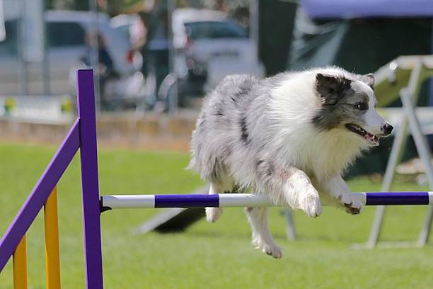 istock Beautiful dog on dog agility course 475697956