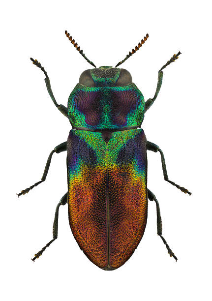 istock Anthaxia dimidiata jewel beetle isolated on white background 475698307