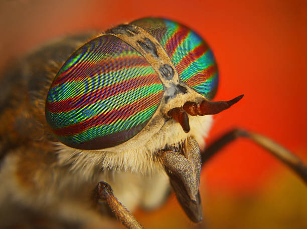 istock Portrait of a Horse-fly 475698402