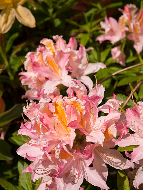 istock Colourful Rhododendron flowers at Lea Gardens, Lea,uk 475698570