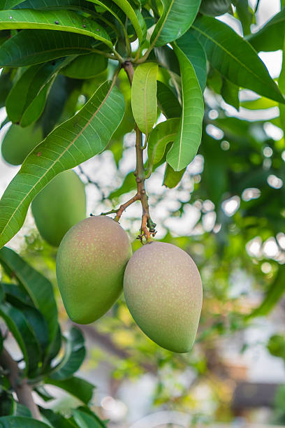 istock Close up of mangoes. 475698976