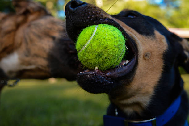 istock Happy Health Dog 475699008