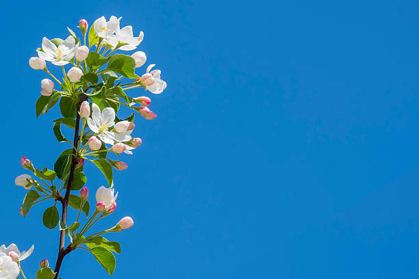 istock branch of the apple blossom 475699418