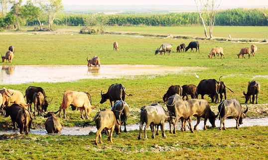 Herd of buffalo in countryside of Thailand.