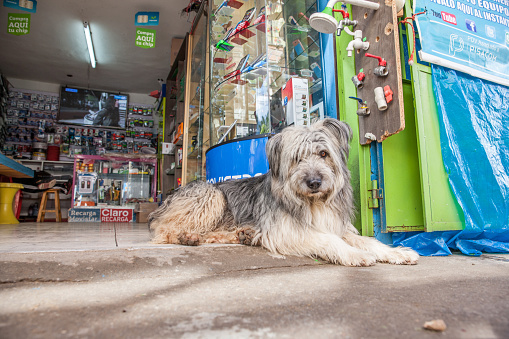 Yungay, Peru - January 23, 2015: Dog lying in the sunshine on street outside a store in Yungay Peru
