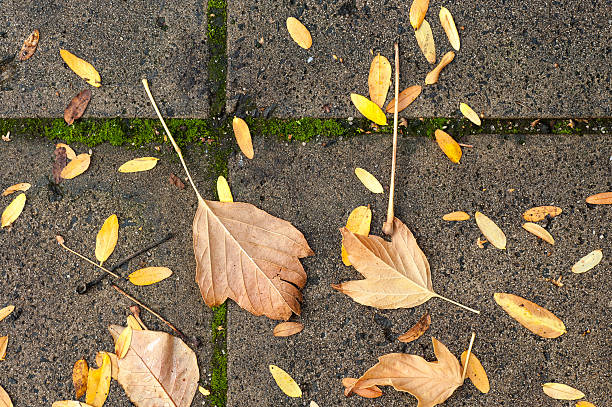 istock Life and Death on the Pavement 475699778