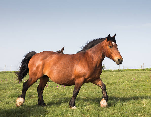 istock Beautiful red horse running on the pasture 475699946