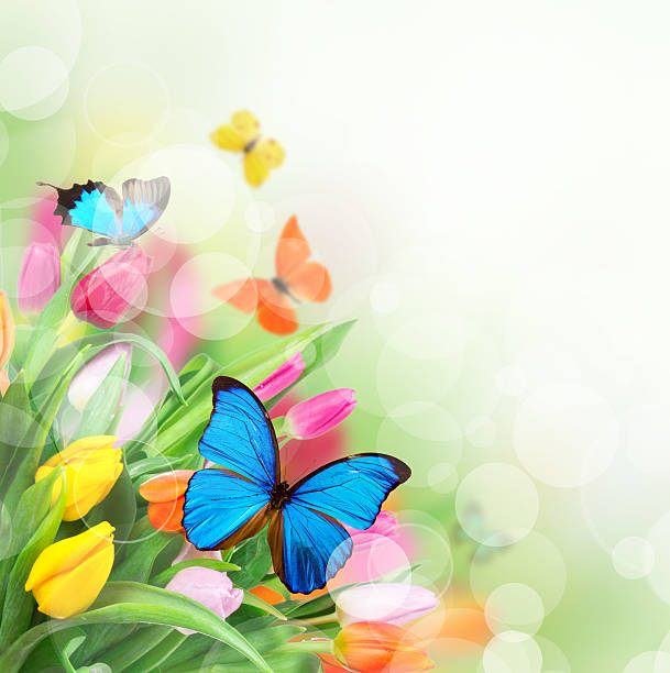 Beautiful bouquet of colorful tulips flowers with exotics butterfliers.