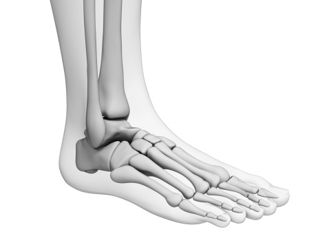 Anatomía de pie photo