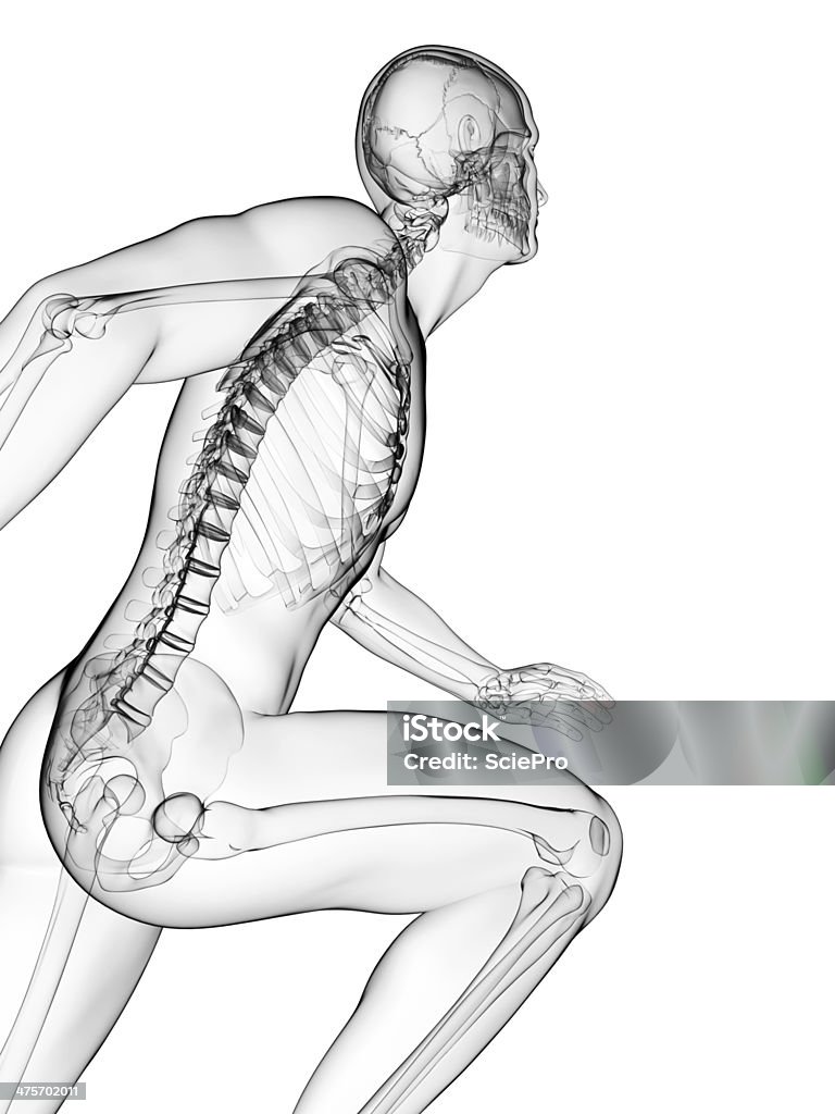 runner skeleton 3d rendered illustration - runner anatomy Anatomy Stock Photo