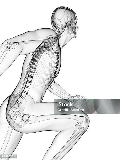 Runner Skeleton Stock Photo - Download Image Now - Anatomy, Biomedical Illustration, Cartilage