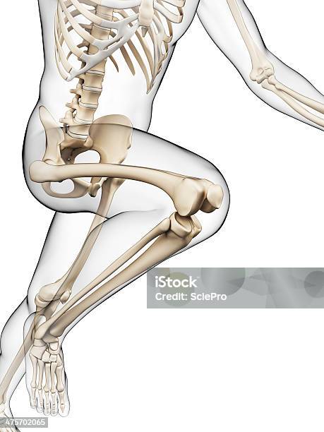 Biegacz Szkielet - zdjęcia stockowe i więcej obrazów Anatomia człowieka - Anatomia człowieka, Ilustracja biomedyczna, Kolano