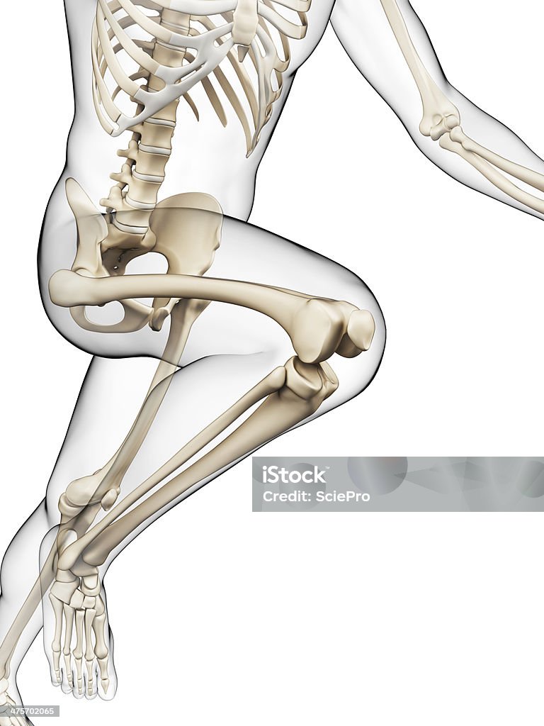 Corrida de skeleton - Foto de stock de Anatomia royalty-free