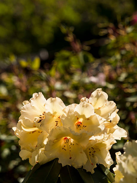istock Colourful Rhododendron flowers at Lea Gardens, Lea,uk 475702790