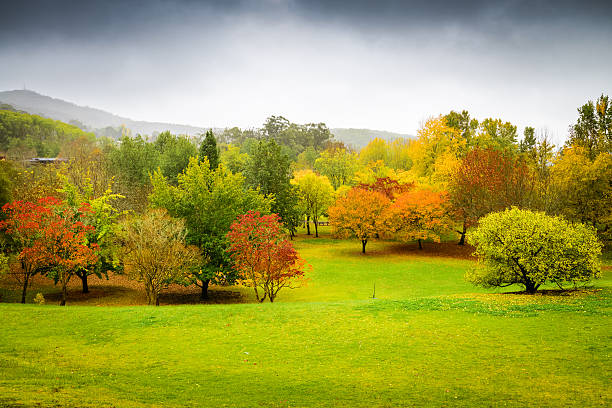 istock Panorama of autumn trees in Australia 475702924