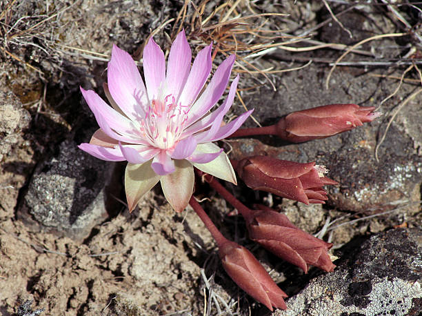 Bitterroot - Lewisia rediviva A Bitterroot flower (Lewisia rediviva) in the desert in Eastern Washington lewisia rediviva stock pictures, royalty-free photos & images