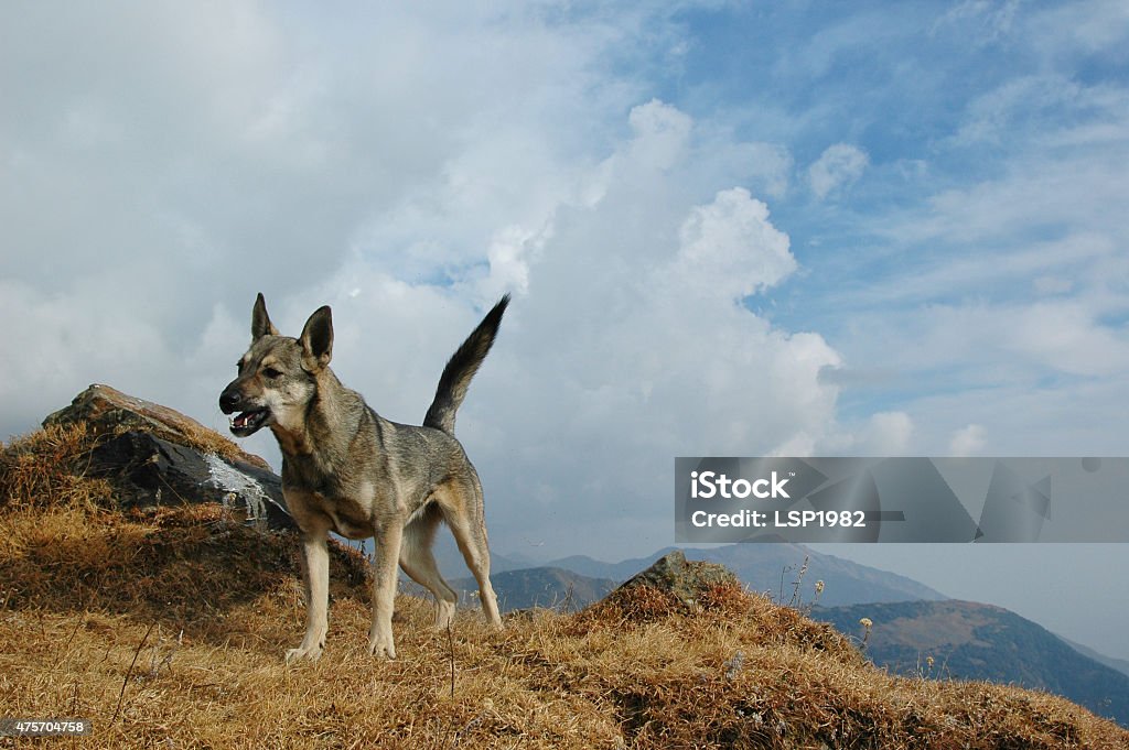Barking dog in the wild Barking dog in the wild , Indian himalaya range. 2015 Stock Photo