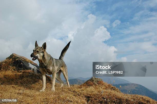 Barking Dog In The Wild Stock Photo - Download Image Now - 2015, Aggression, Anger