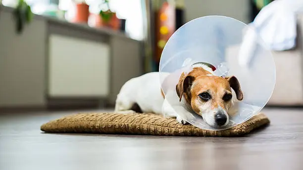 Beautiful dog Jack Russell terrier lying on a bed sick with vet Elizabethan collar