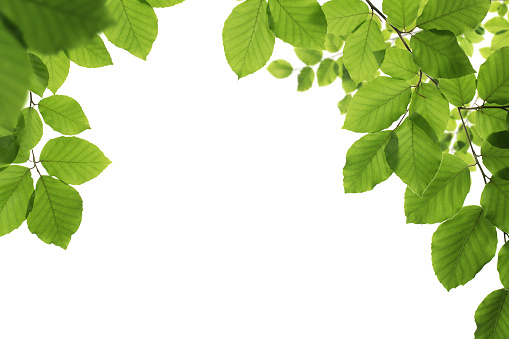 Spring frame, close up of green leaves isolated on white background with copy space