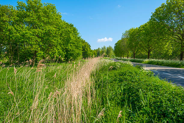 istock Row of trees through a rural landscape in spring 475705576