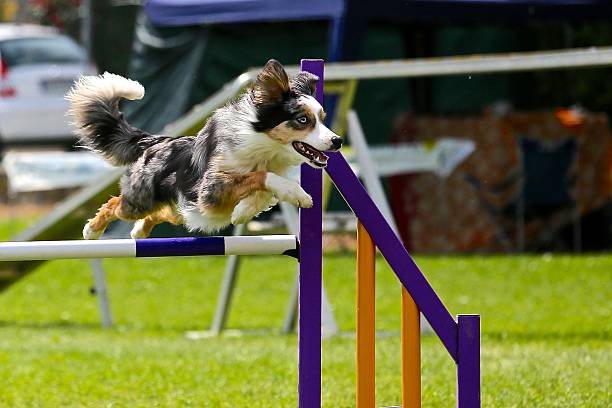 istock Border collie on a dog agility course 475706434