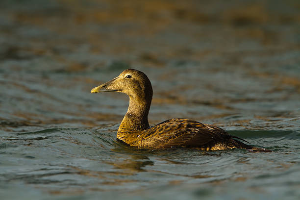 Female Eider Duck stock photo