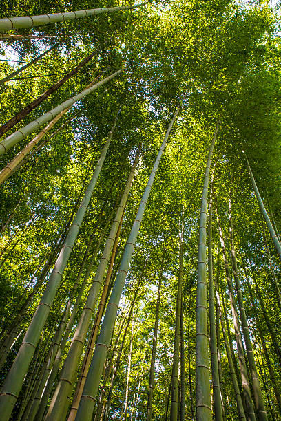 istock Arashiyama Bamboo Grove, Kyoto, Japan 475706952