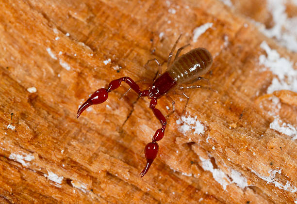 pseudoscorpion A pseudoscorpion photographed in nature pseudoscorpion stock pictures, royalty-free photos & images
