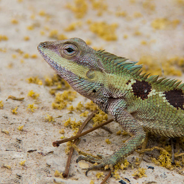 istock Life of small dragon in the forest. 475709393