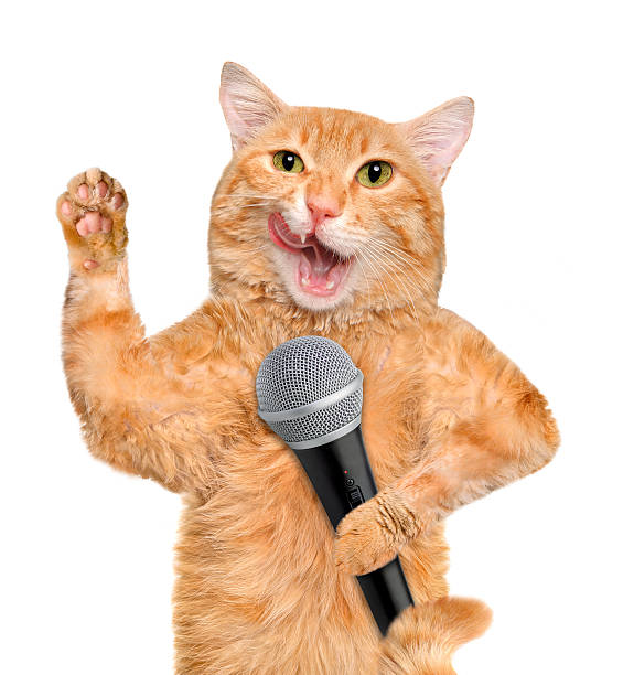 gatto con un microfono. - animals and pets arts and entertainment music foto e immagini stock
