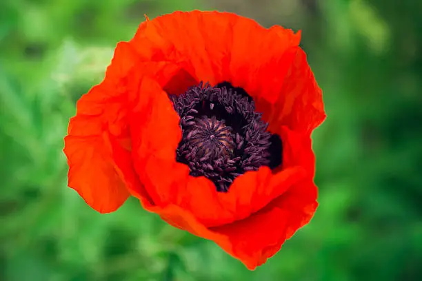 Red poppy flower in the garden background.