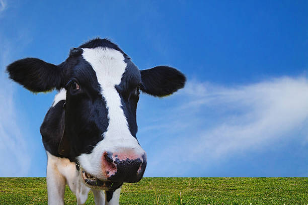 istock cow in the field 475712794