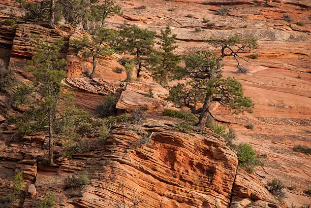 Photo of Scraggly Pines on sandstone cliffs Zion National Park Utah