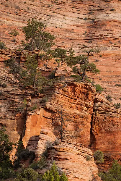 Photo of Scraggly Pines on Sandstone Cliffs in Zion National Park Utah