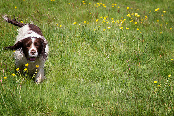 istock Spaniel dog running in a field 475712844