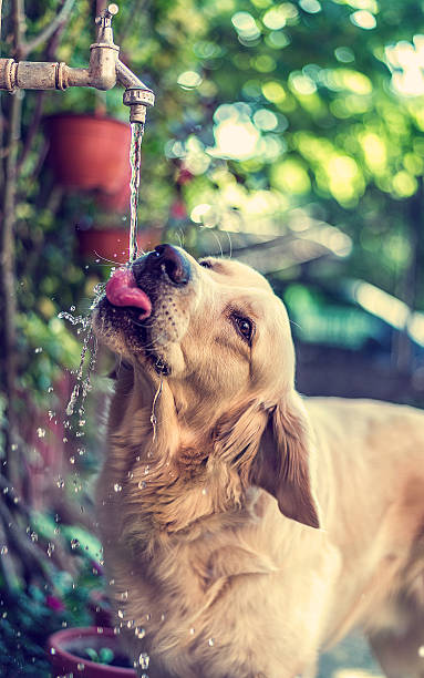 istock Golden retriever dog 475713642