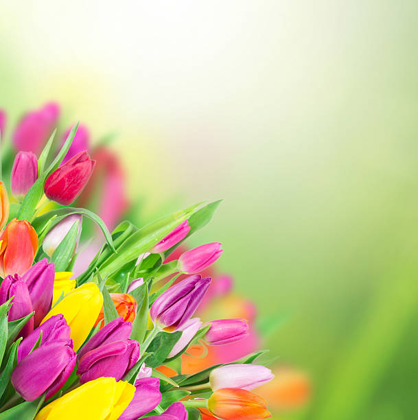 istock Beautiful bouquet of tulips. 475714033