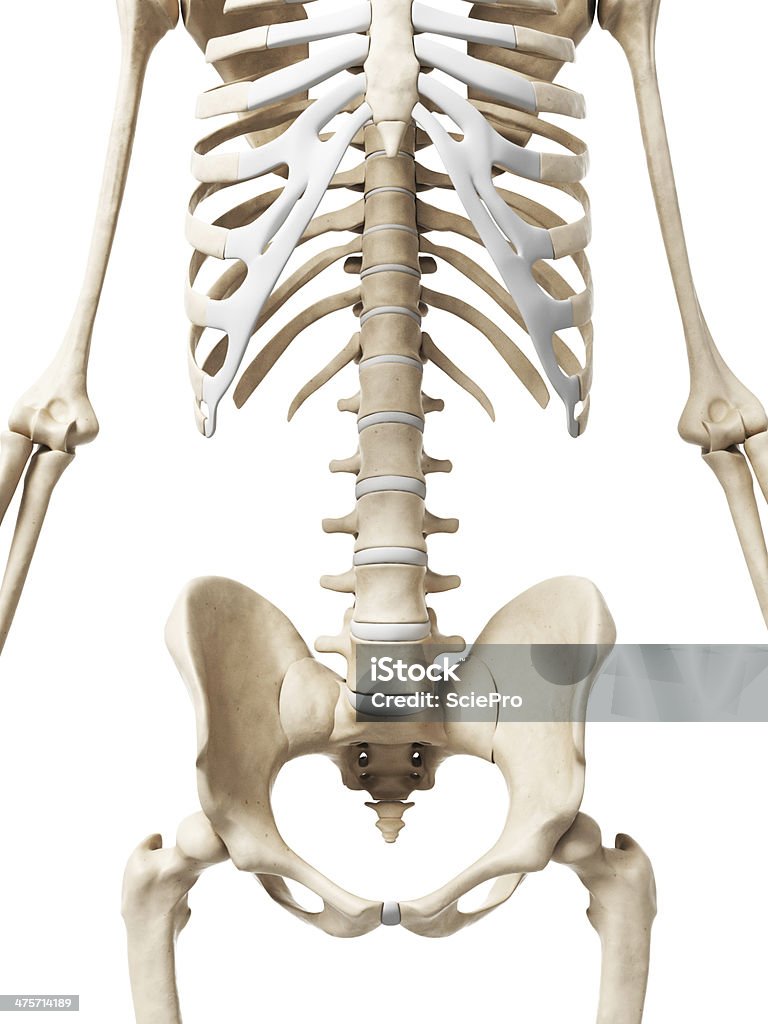 Spina dorsale e l'anca, - Foto stock royalty-free di Adulto