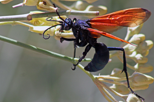 Adult Thread-waisted Wasp of the Genus Prionyx