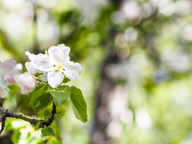 istock blossoms of apple tree close up in green forest 475714514