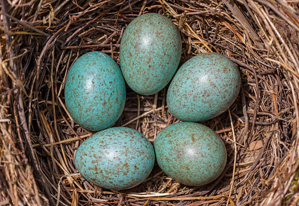 œufs dans le nid - birds nest animal nest animal egg blue photos et images de collection