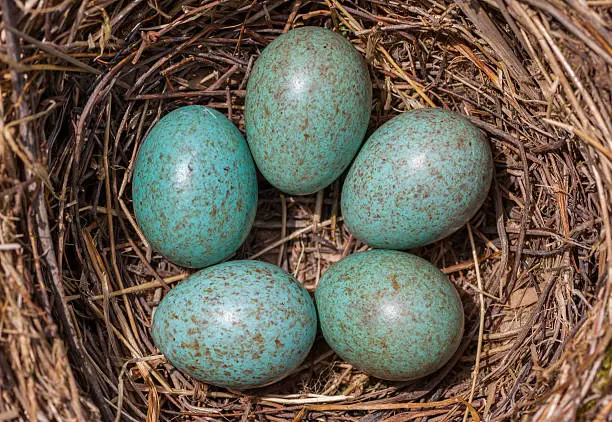Bird's (Blackbird) nest - five turquoise speckled eggs in the nest, closeup.