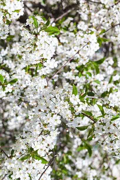 istock twig of blossoming cherry tree in spring 475714648