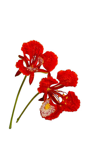 istock Peacock flower, Delonix regia, isolated on white background 475716098