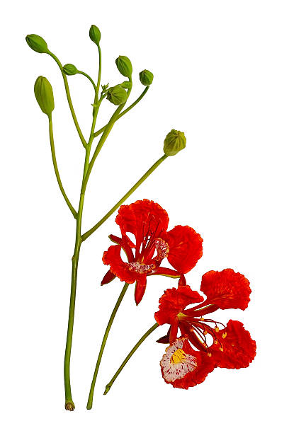 istock Peacock flower, Delonix regia, with bunch of budding isolated on 475716106