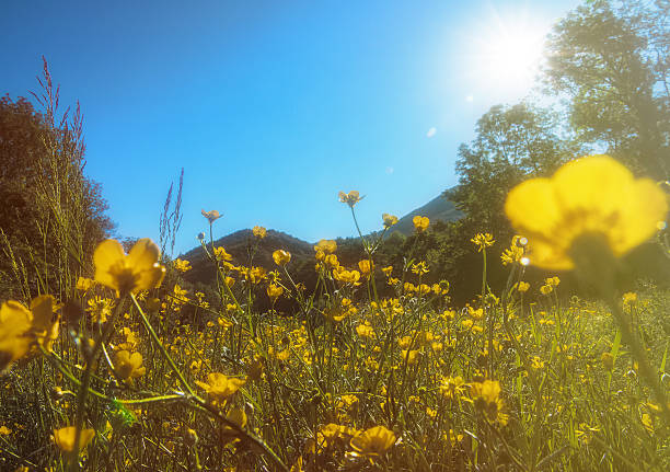 landschaften farben woodland sommer nicht-städtisches natur sonnenlicht - non urban scene nature rural scene outdoors stock-fotos und bilder